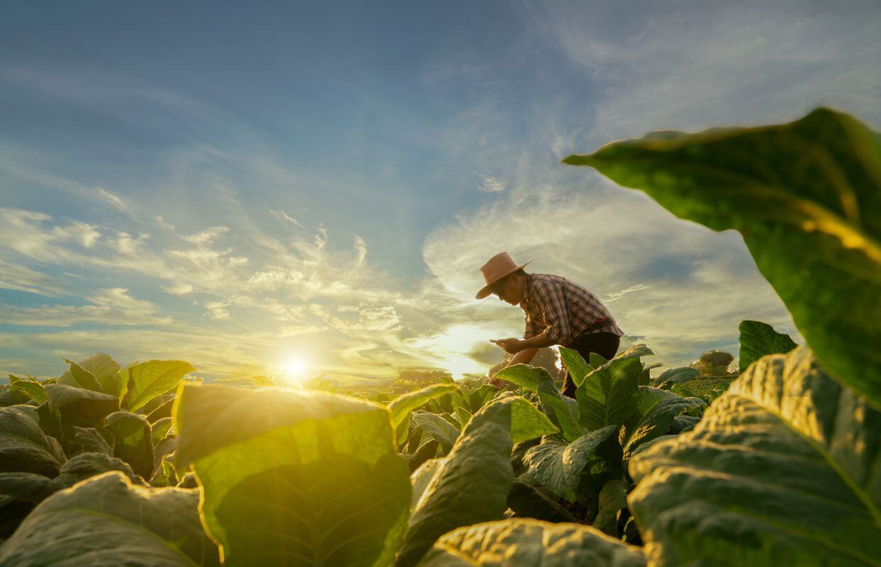 A farmer in a field at sunrise 