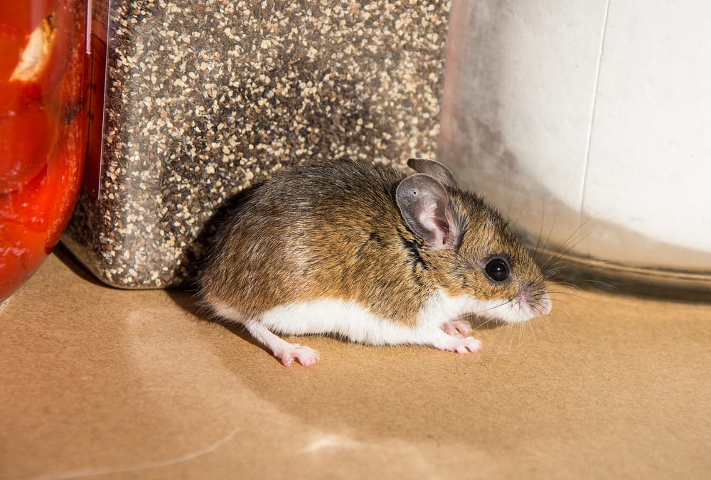 Mouse in food pantry