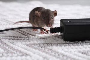 Rat chewed through electrical wire